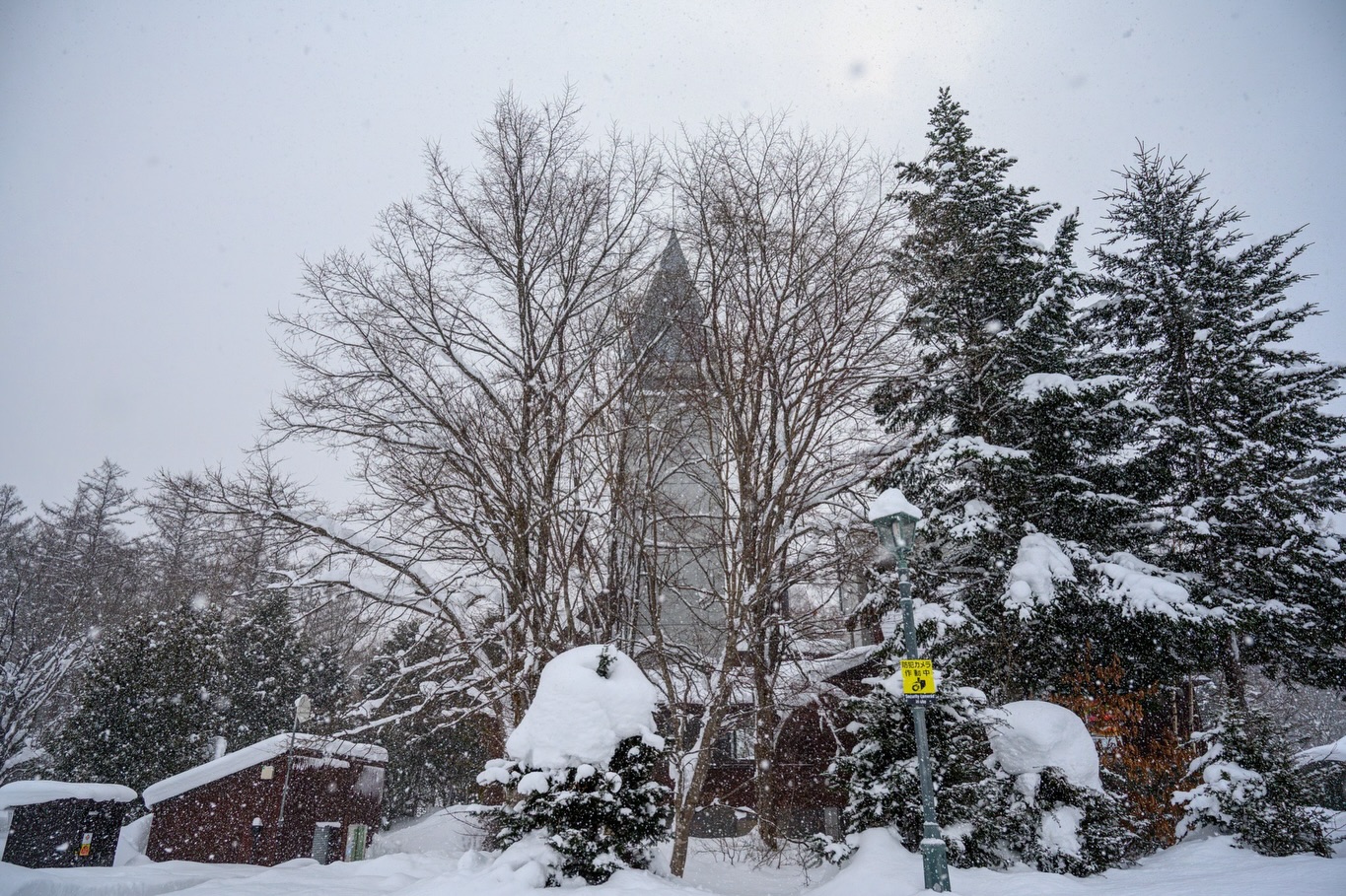 北海道冬日景色,雪地、樹影與冰封水面(第 1 張)