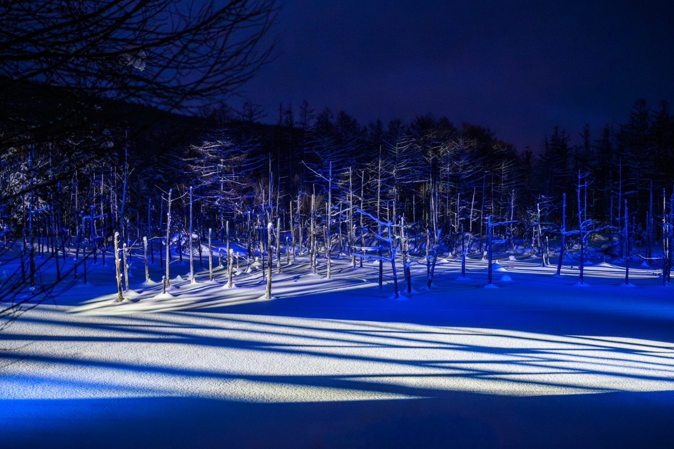 北海道冬日景色，雪地、樹影與冰封水面（第 2 張）